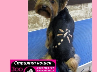 Смотреть фотографию  Стрижка кошек и собак Выезд на дом в любой район Москвы и Московской области 37123191 в Кургане