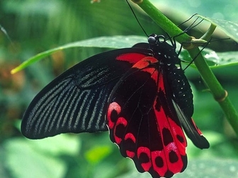 Скачать бесплатно изображение  Живые тропические бабочки- Лучшие подарки на любые праздники! 38638326 в Махачкале