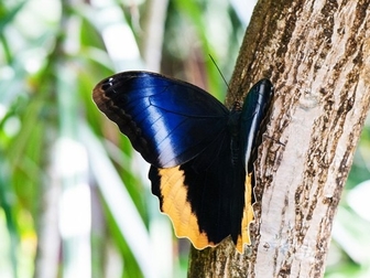 Скачать бесплатно фотографию  Живые тропические бабочки- Лучшие подарки на любые праздники! 38638348 в Махачкале