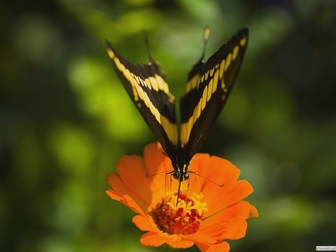 Уникальное фото  Живые тропические бабочки- Лучшие подарки на любые праздники! 38638348 в Махачкале