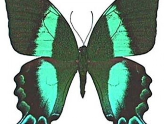 Увидеть фотографию  Живые тропические бабочки- Лучшие подарки на любые праздники! 38638348 в Махачкале