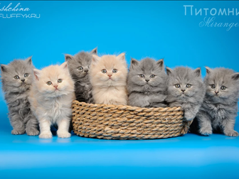 Увидеть foto  Купить длинношерстного котенка в Москве 43900377 в Москве