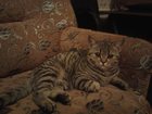 Уникальное изображение Вязка Британка черного полосатого окраса ищет кота 33898906 в Курске