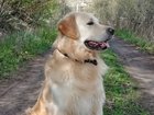 Просмотреть фотографию Вязка собак Вязка кобель Голден ретривер 75867778 в Курске