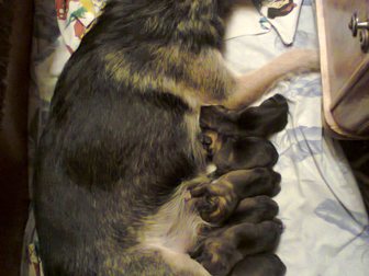Уникальное foto Продажа собак, щенков Отдаю даром в хорошие и заботливые руки малышей! 32379078 в Курске