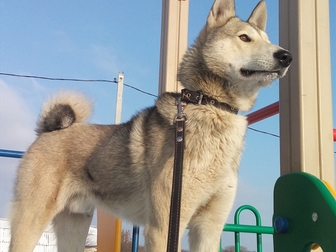 Смотреть изображение Вязка собак Западно-сибирская лайка,кабель на вязку 35869788 в Курске