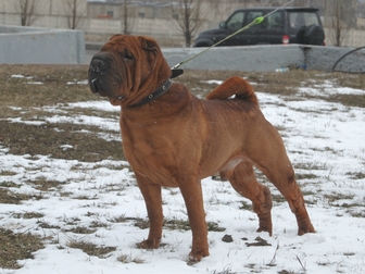 Скачать бесплатно фотографию Вязка собак Шарпеи, Кобели для вязки 37774793 в Курске