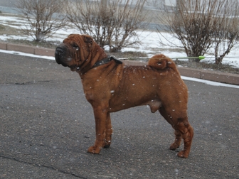 Новое изображение Вязка собак Шарпеи, Кобели для вязки 37774793 в Курске