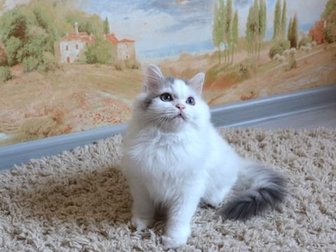 Питомник предлагает в качестве домашнего любимца котенка породы Хайленд Страйт(Шотландский прямоухий полудлинношерстный) в качестве домашнего любимца,  На фото котик, в Курске