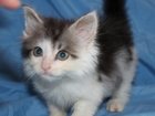 Новое фотографию Отдам даром Два котенка Максик и Федя 1,5 месяца ищут дом 33309239 в Люберцы