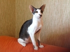 Смотреть фотографию Вязка кошек Предлагаем для вязки Ориентального кота, Молодой, умный, красивый 66402037 в Люберцы