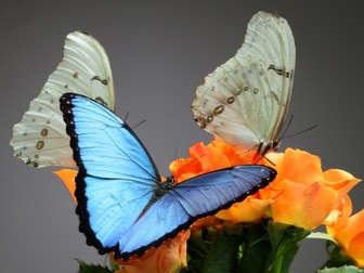 Просмотреть фото Организация праздников Живые тропические бабочки на ваш праздник 33888887 в Махачкале