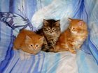 Скачать бесплатно изображение Продажа собак, щенков Очаровательные котята сибиряки в подарок, 32945347 в Москве