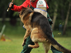 Просмотреть foto Разное Дрессировка собак Видное Домодедово Подольск 37417126 в Москве