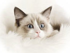 Смотреть фото Другие животные Как убрать запах кошачьей мочи в квартире, Как избавиться от кошачьего запаха, 38618197 в Москве