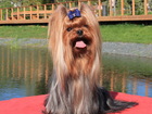 Скачать фотографию Вязка собак Йоркширский терьер для вязки 75796371 в Москве