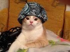 Новое изображение Продажа кошек и котят Ищем доброе сердце! 32392288 в Москве