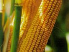 Новое фотографию  Семена кукурузы гибридные 32456559 в Орле