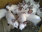 Скачать бесплатно изображение Другие животные Кролики 33372380 в Москве