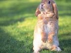 Просмотреть foto Корм для животных Комбикорм для кроликов Purina (9206) 33980438 в Москве