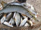 Новое фото  Активатор клёва, Гораздо больше рыбы с рыбалки, 35767614 в Омске