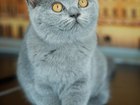 Скачать бесплатно изображение  вязка с британским котом Гранд интер, чемпионом 63858130 в Москве