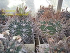 Увидеть foto  Сеянцы кактусов от моих коллекционных растений от Kohres, Horst Kuenzler, Uhlig, 73769859 в Москве