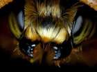 Скачать фотографию  Привоз пчелопакетов Карпатка, Карника на 2020 год 74310280 в Омске