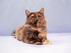 Скачать бесплатно изображение Отдам даром - приму в дар Красивая, трёхцветная, пушистая кошка Маша в добрые руки, 86620942 в Москве