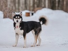 Новое фотографию  Супер-собака Урса в добрые руки! 86757883 в Москве
