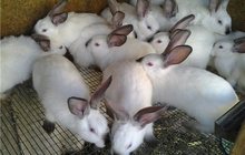Кролики продам