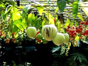Просмотреть фотографию Растения Вкусная экзотика - Пепино - дынная груша 32965509 в Москве