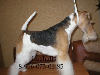 Скачать бесплатно фото Услуги для животных Профессиональная стрижка собак 33202103 в Одинцово