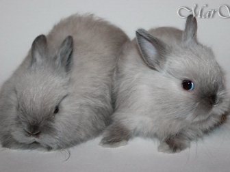 Просмотреть изображение Грызуны Мини крольчата, цветные и вислоухие продажа 33614163 в Москве