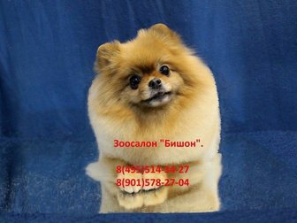 Смотреть foto Стрижка собак Стрижка и тримминг собак, Зоосалон Бишон, 35001775 в Москве