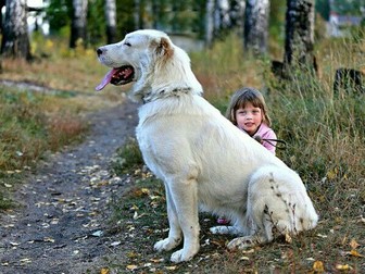 Новое фотографию  Профессиональная дрессировка собак 38456550 в Москве