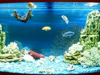 Уникальное foto  Обслуживаем, чистим аквариумы с 2004г 38507013 в Москве