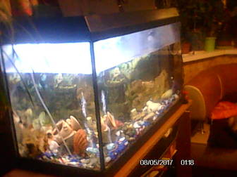 Свежее foto Собаки и щенки Продам аквариум на 200 литров 56440891 в Москве