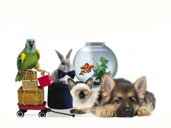 Скачать изображение  Интернет магазин товаров для животных Зайцы, Онлайн г, Омск 66523745 в Омске