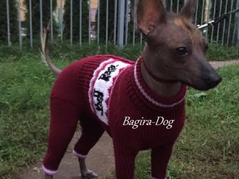 Новое foto Одежда для собак Вязаная одежда для Ксоло и КХС, Перуанских голых собак 67834442 в Москве