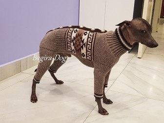 Скачать фотографию Одежда для собак Вязаная одежда для Ксоло и КХС, Перуанских голых собак 67834442 в Москве