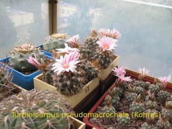 Смотреть foto  Сеянцы кактусов от моих коллекционных растений от Kohres, Horst Kuenzler, Uhlig, 73769859 в Москве
