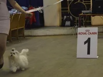 Скачать бесплатно фото Вязка собак Вязка кобеля Мальтийской болонки 80990547 в Москве