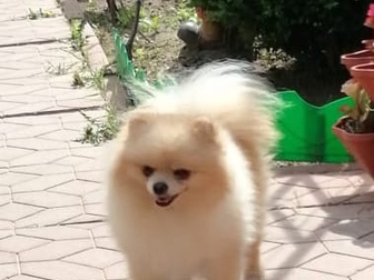 Скачать бесплатно фотографию Вязка собак Кобель померанского шпица-мини 83356022 в Москве