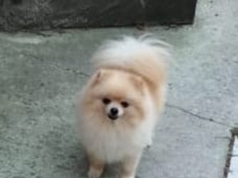Смотреть фотографию Вязка собак Кобель померанского шпица-мини 83356022 в Москве