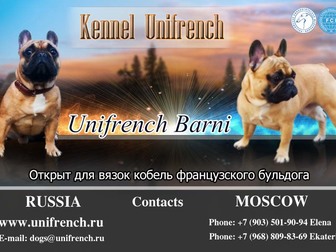 Свежее изображение Вязка собак Предлагаю для вязки кобеля французского бульдога 85108282 в Москве