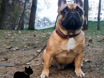 Просмотреть фотографию Вязка собак Предлагаю для вязки кобеля французского бульдога 85108282 в Москве