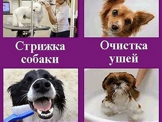 Уникальное фотографию Услуги для животных ГрумЛюкс работает с моделями, 85454771 в Москве