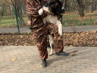 Новое изображение Услуги для животных КИНОЛОГ: профессиональная дресировка собак 86146626 в Москве