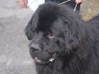 Просмотреть фотографию Вязка собак Предлагается кобель для вязки 38859892 в Мурманске